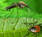 Tick and Mosquito Control Long Island