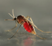 Organic Mosquito Control