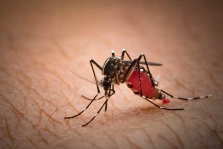 Painful and Dangerous Bug Bites !!!